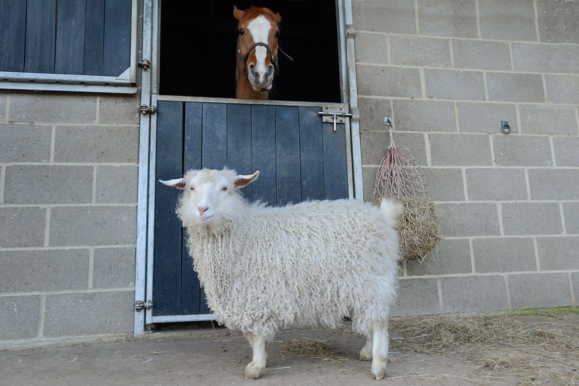 Equine Photography Norfolk